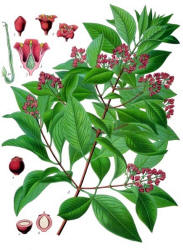 Source: from Koehler's Medicinal-Plants 1887